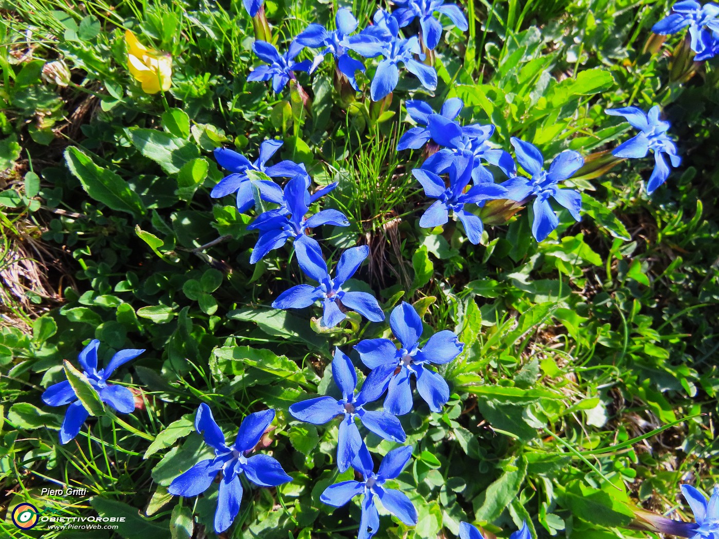 20 Gentiana verna- Genziana primaticcia.JPG